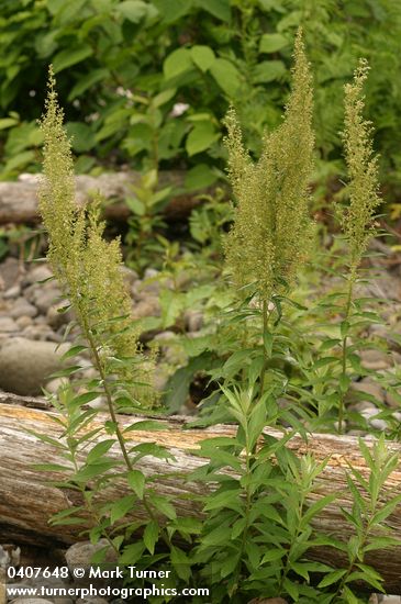 Artemisia suksdorfii