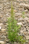 Coast Sagewort