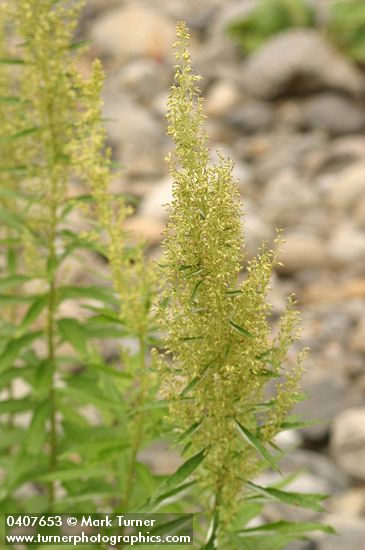 Artemisia suksdorfii