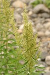 Coast Sagewort