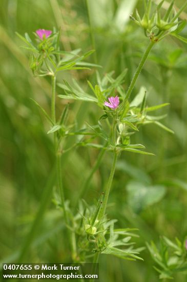 Geranium dissectum