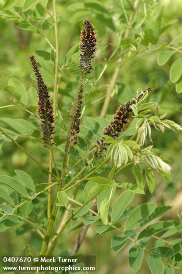 Amorpha fruticosa