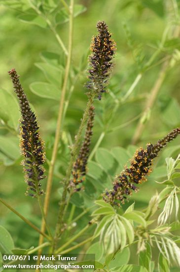 Amorpha fruticosa