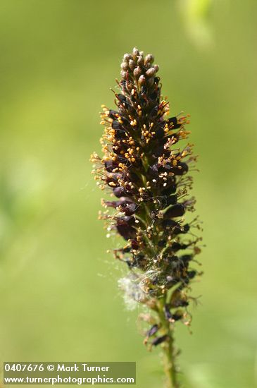 Amorpha fruticosa