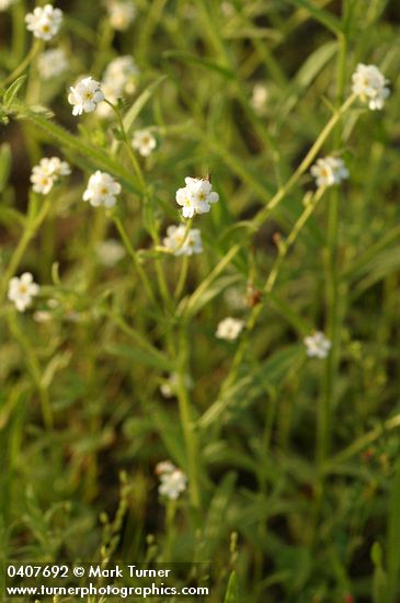 Plagiobothrys figuratus