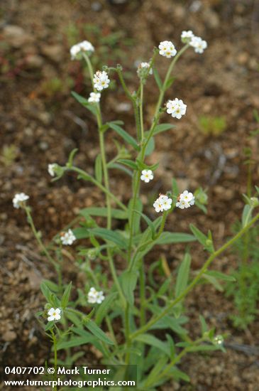 Plagiobothrys figuratus