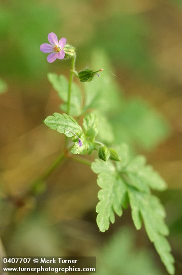 Geranium robertianum