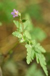 Herb Robert