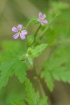 Herb Robert