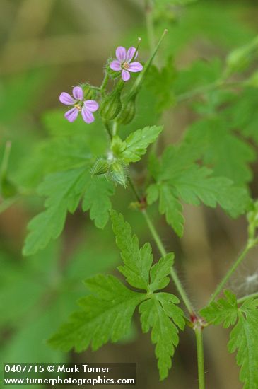 Geranium robertianum