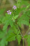 Herb Robert