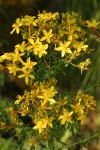 Common St. John's Wort