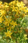 Common St. John's Wort