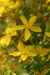 Common St. John's Wort blossoms detail