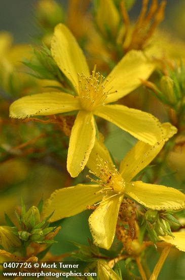 Hypericum perforatum