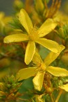 Common St. John's Wort blossoms detail