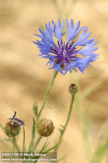 Centaurea cyanus