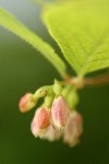 Creeping Snowberry blossoms detail