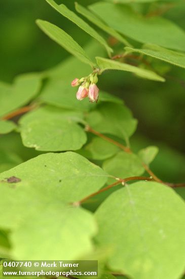 Symphoricarpos hesperius