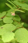 Creeping Snowberry blossoms & foliage