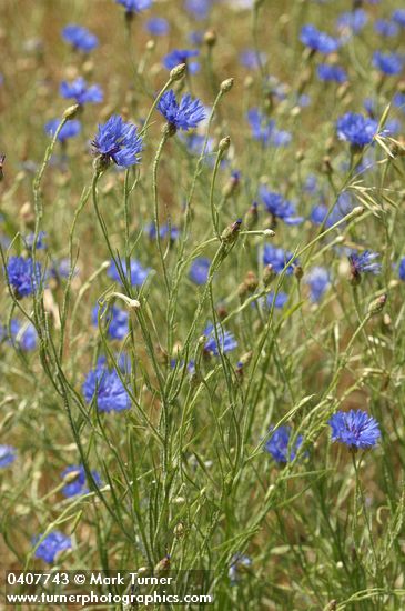 Centaurea cyanus