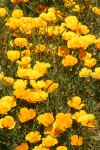 California Poppies