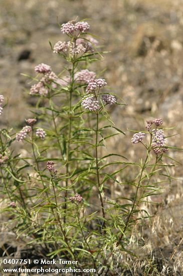 Asclepias fascicularis