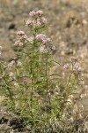 Narrow-leaved Milkweed