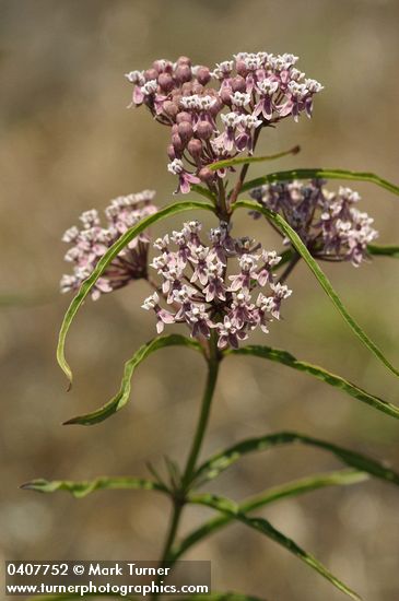 Asclepias fascicularis