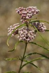 Narrow-leaved Milkweed blossoms & foliage