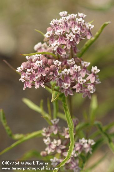 Asclepias fascicularis