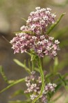 Narrow-leaved Milkweed blossoms & foliage