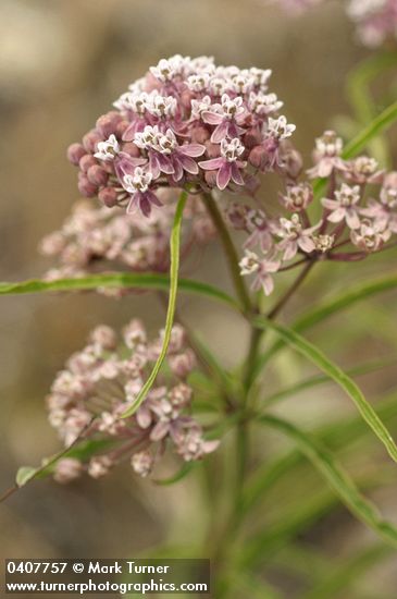 Asclepias fascicularis