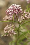 Narrow-leaved Milkweed blossoms & foliage