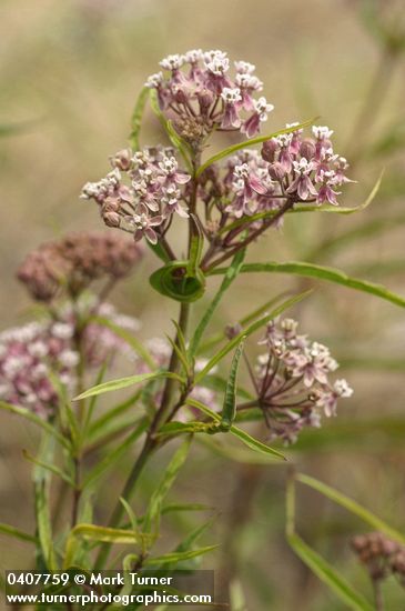 Asclepias fascicularis