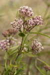 Narrow-leaved Milkweed blossoms & foliage