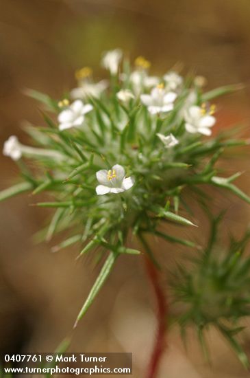 Navarretia intertexta