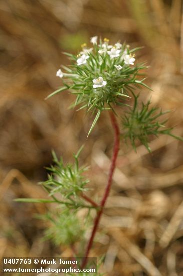 Navarretia intertexta