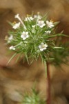 Needle-leaved Navarretia