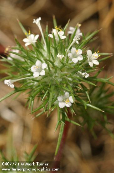 Navarretia intertexta