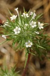 Needle-leaved Navarretia