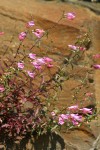 Richardson's Penstemon