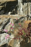 Richardson's Penstemon on basalt cliff