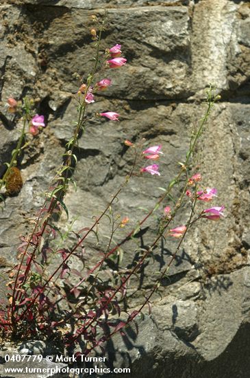 Penstemon richardsonii