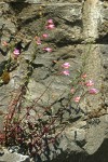 Richardson's Penstemon on basalt cliff