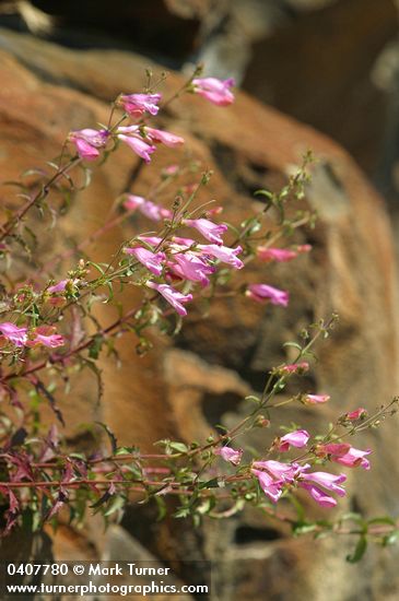 Penstemon richardsonii