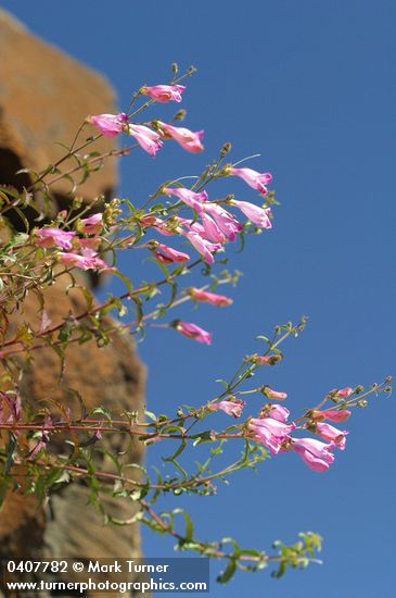 Penstemon richardsonii