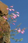 Richardson's Penstemon against blue sky