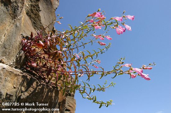 Penstemon richardsonii