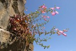 Richardson's Penstemon against blue sky